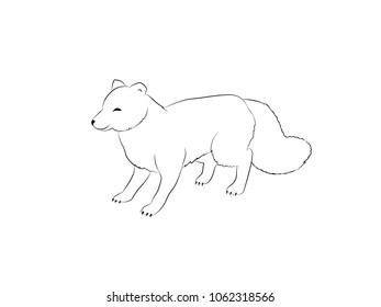 Hand drawn isolated arctic fox silhouette. Outlined for coloring 