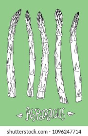 Hand drawn isolated Asparagus for background and design