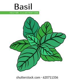 Hand drawn isolated  basil leaves on white background.  Herbal Ingredient for traditional cuisine, medicine, treatment, cooking, gardening. Engraved style vector illustration.  Green organic, eco herb