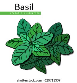 Hand drawn isolated  basil leaves on white background.  Herbal Ingredient for traditional cuisine, medicine, treatment, cooking, gardening. Engraved style vector illustration.  Green organic, eco herb