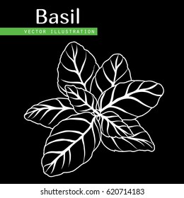 Hand drawn isolated  basil leaves on black  background. Herbal Ingredient for traditional cuisine, medicine, treatment, cooking, gardening. Engraved style vector illustration.  Green organic, eco herb