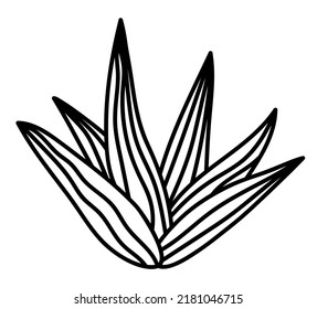 Hand drawn isolated cactus succulent. Vector doodle cactus icon illustration clipart