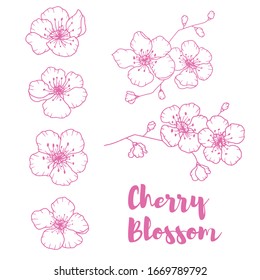 Hand drawn isolated cherry blossom illustration. Outline sakura flowers illustration set. Sakura blossom line icons. Botanical flowerscape illustration set. 