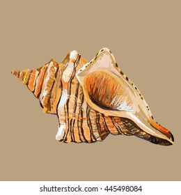 a hand drawn isolated color  sea shell