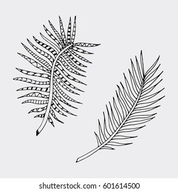 Hand drawn isolated fern. Tropical vector elements.