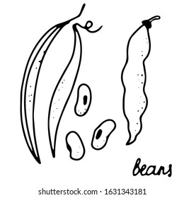 Hand drawn isolated food icon. Black outline illustration of vegetable. Beans icon.