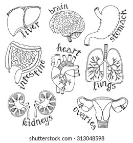 23,526 Internal Organs Cartoons Images, Stock Photos & Vectors ...