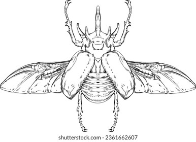 A hand drawn, isolated illustration of a beetle