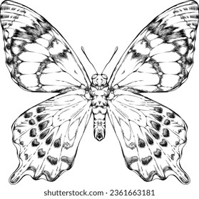 A hand drawn, isolated illustration of a butterfly