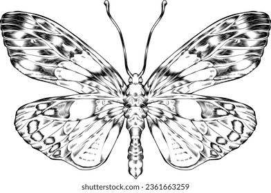 A hand drawn, isolated illustration of a butterfly