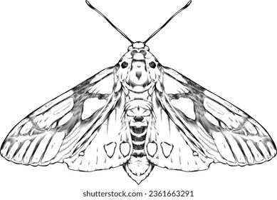A hand drawn, isolated illustration of a butterfly