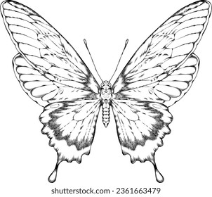 A hand drawn, isolated illustration of a butterfly