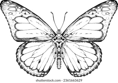 A hand drawn, isolated illustration of a butterfly