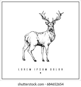 hand drawn isolated illustration with deer and place for your text. minimalism vintage  invitation, label or card