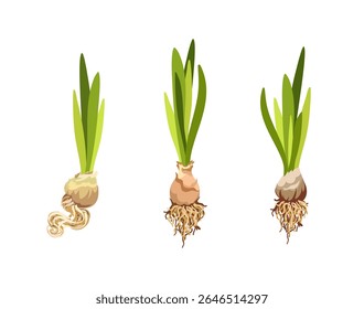 Hand drawn isolated illustration of growing flower bulbs with green sprouts, Realistic bulb of house and garden plants with roots, theme of Nature, ecology, spring, gardening and offspring, flat style