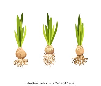 Hand drawn isolated illustration of growing flower bulbs with green sprouts, Realistic bulb of house and garden plants with roots, theme of Nature, ecology, spring, gardening and offspring, flat style