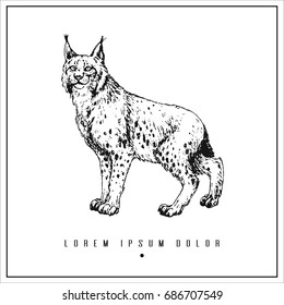 hand drawn isolated illustration with lynx and place for your text. minimalism vintage  invitation, label or card