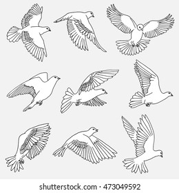 Hand drawn isolated illustration of pigeons / doves