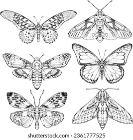 Un conjunto de ilustraciones aisladas, dibujadas a mano, de mariposas y polilla