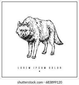 hand drawn isolated illustration with wolf and place for your text. minimalism vintage  invitation, label or card