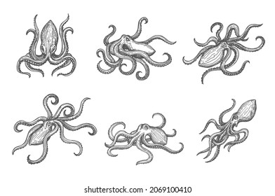 Esbozo vector de pulpo aislado a mano, animal marino o kraken oceánico. Opulpo oceánico o kraken monstruo con tentáculos en el bosquejo monocromo o en el bosquejo de madera