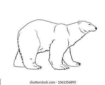 Hand drawn isolated polar bear silhouette. Outlined for coloring book. 