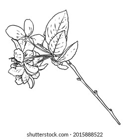 Hand drawn isolated Sakura branch twig. Spring Cherry blossom flowers illustration in black and white. National flowers of Japan. Tree stick of Sakura pops and buds opening. Vector. 