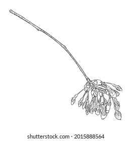 Hand drawn isolated Sakura branch twig. Spring Cherry blossom flowers illustration in black and white. National flowers of Japan. Tree stick of Sakura pops and buds opening. Vector. 