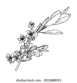 Hand drawn isolated Sakura branch twig. Spring Cherry blossom flowers illustration in black and white. National flowers of Japan. Tree stick of Sakura pops and buds opening. Vector. 