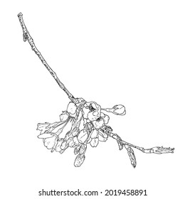 Hand drawn isolated Sakura branch twig. Spring Cherry blossom flowers illustration in black and white. National flowers of Japan. Tree stick of Sakura pops and buds opening. Vector. 