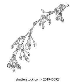 Hand drawn isolated Sakura branch twig. Spring Cherry blossom flowers illustration in black and white. National flowers of Japan. Tree stick of Sakura pops and buds opening. Vector. 