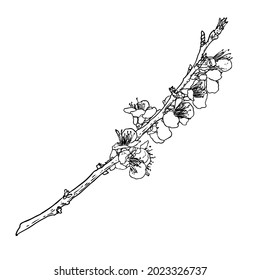 Hand drawn isolated Sakura branch twig. Spring Cherry blossom flowers illustration in black and white. National flowers of Japan. Tree stick of Sakura pops and buds opening. Vector. 