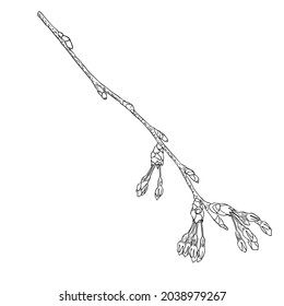 Hand drawn isolated Sakura branch twig. Spring Cherry blossom flowers illustration in black and white. National flowers of Japan. Tree stick of Sakura pops and buds opening. Vector. 