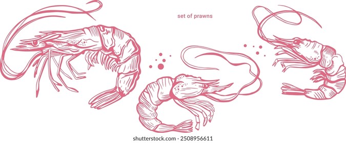 Padrão de vetor sem costura isolado desenhado à mão de camarões. Camarões e lagostins. Camarões. Frutos do mar, comida vintage ilustração.	