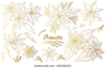 Hand drawn isolated set of poinsettias. Golden branches  in vintage style. Vector illustration with elements decorations for  greeting cards, christmas posters,  wrapping and advertising