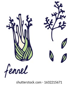 Hand drawn isolated spice icon. Color fill illustration of herbs. Fennel icon