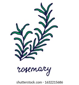 Hand drawn isolated spice icon. Color fill illustration of herbs. Rosemary icon