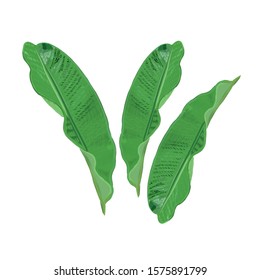 Hand drawn isolated tropical leaves graphic design elements vector