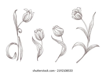 Hand drawn isolated tulips on white background. Floral vector illustration for design greetings cards.