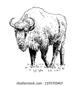 66,437 Bison Buffalo Images, Stock Photos & Vectors | Shutterstock