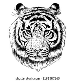 Hand drawn isolated vector head of tiger. Vintage style