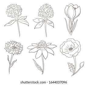 Hand drawn isolated vector wild flowers illustration, art background, herbal card. Decorative outline element for art design, vintage wallpaper, pattern, scrap book, sticker