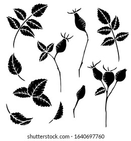 Hand drawn isolated  wild rose berries  and leaves.  Rose hip branches silhouette. Wild roses flowers line icons. Botanical illustration set.