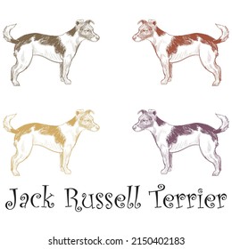 Hand Drawn Jack Russell Terrier Dog Vector Illustration
