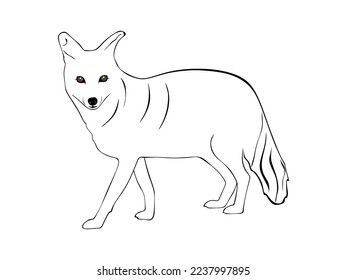 Hand drawn Jackal isolated on white background. Jackal Vector illustration in minimal style.