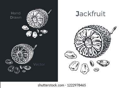Hand drawn jackfruit icons set isolated on white and black chalk background. Sketch of fruits for packaging and menu design. Vintage vector illustration.