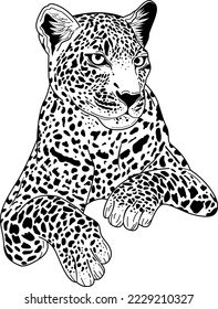 Mano dibujó jaguar. ilustración de Doodle lindo para elementos de diseño.