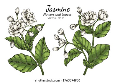 Hand Drawn Jasmine Flower Illustration With Line Art On White Backgrounds. 