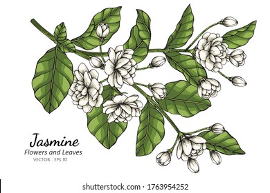 Hand Drawn Jasmine Flower Illustration With Line Art On White Backgrounds. 