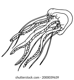 hand drawn jellyfish illustration in doodle style